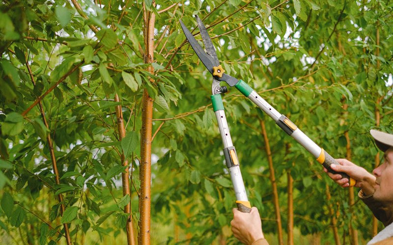 Tree trimming in Rake, IA