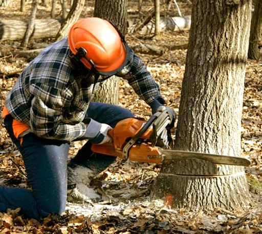 Tree Removal in Rake, IA